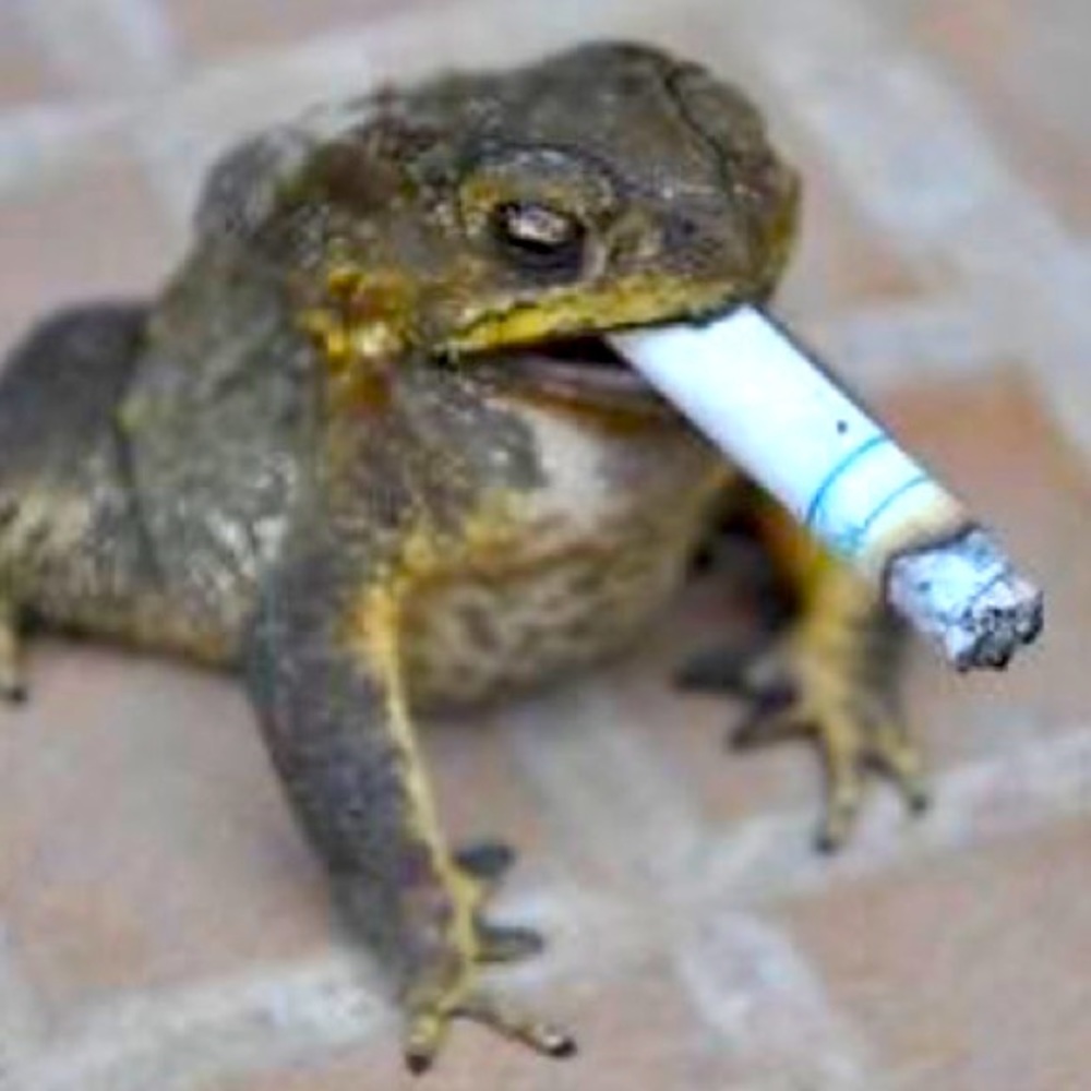 Meet your Posher, Frank